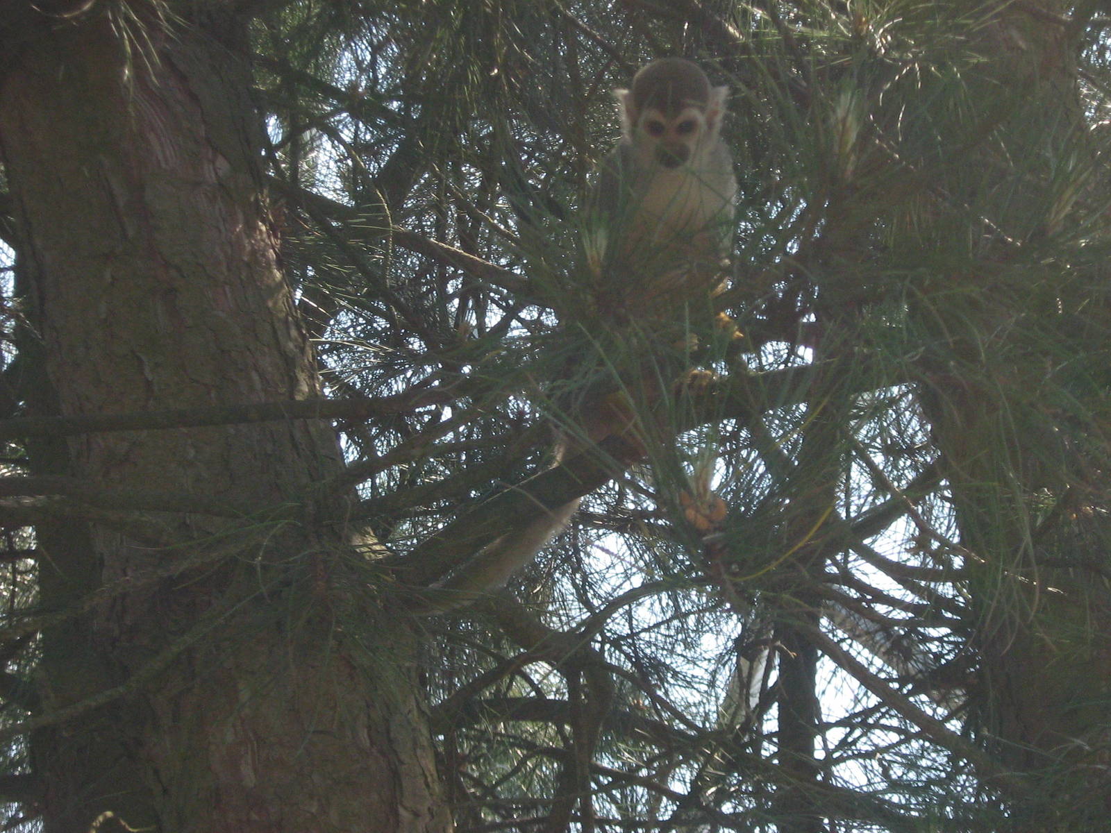 common squirrel monkey