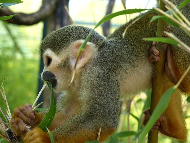 common squirrel monkey