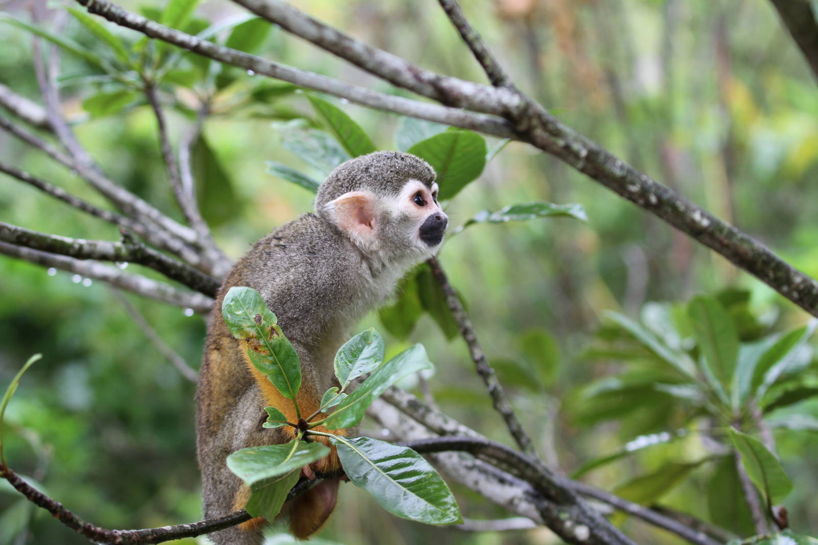 Common Squirrel Monkey