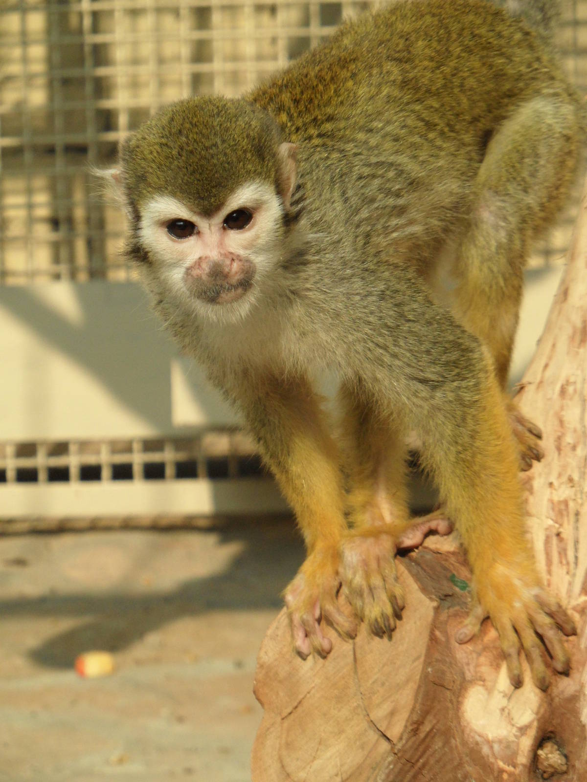 Common squirrel monkey