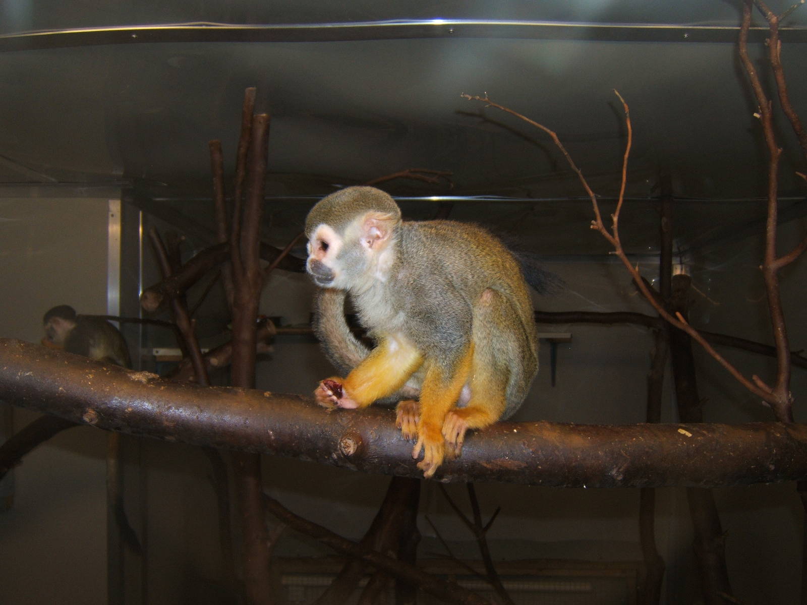 Common Squirrel Monkey