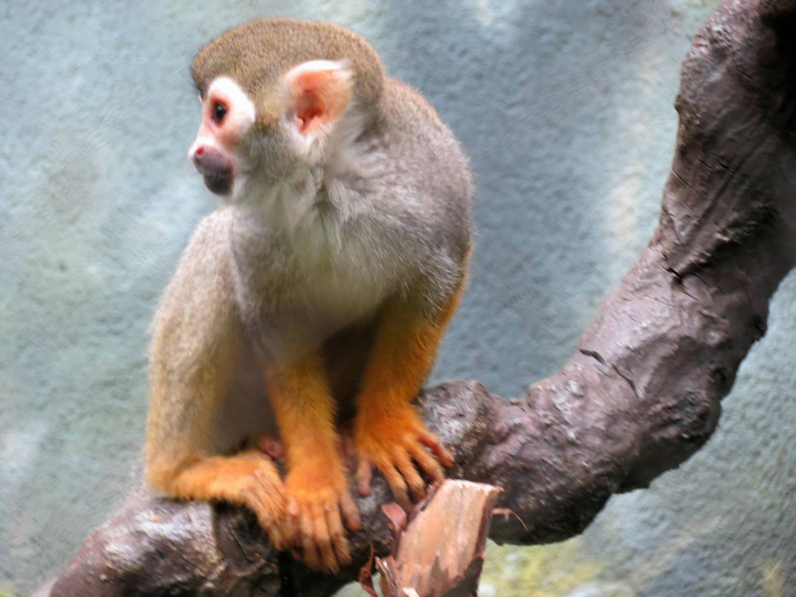 Common Squirrel Monkey