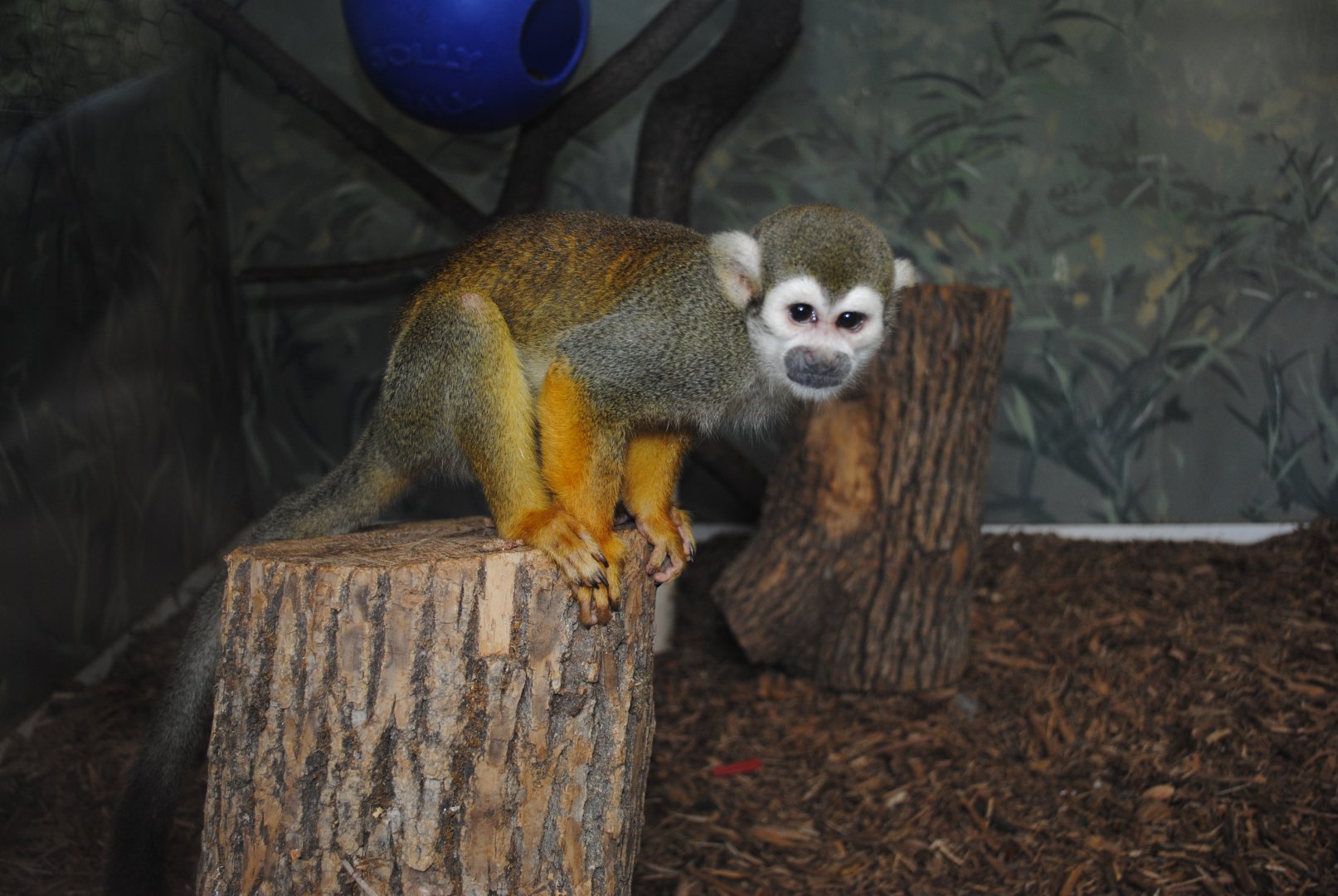 Common Squirrel-Monkey