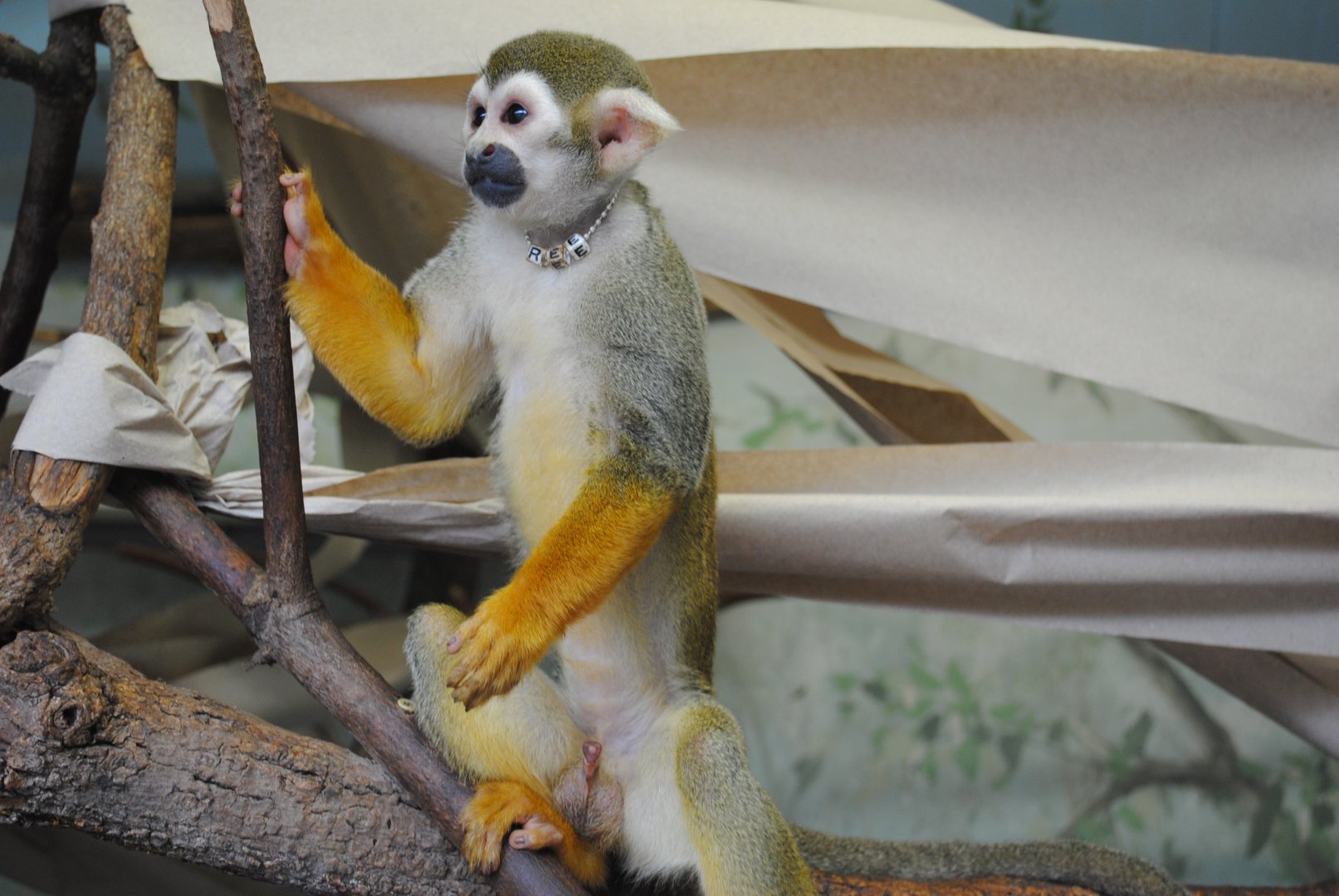 Common Squirrel-Monkey