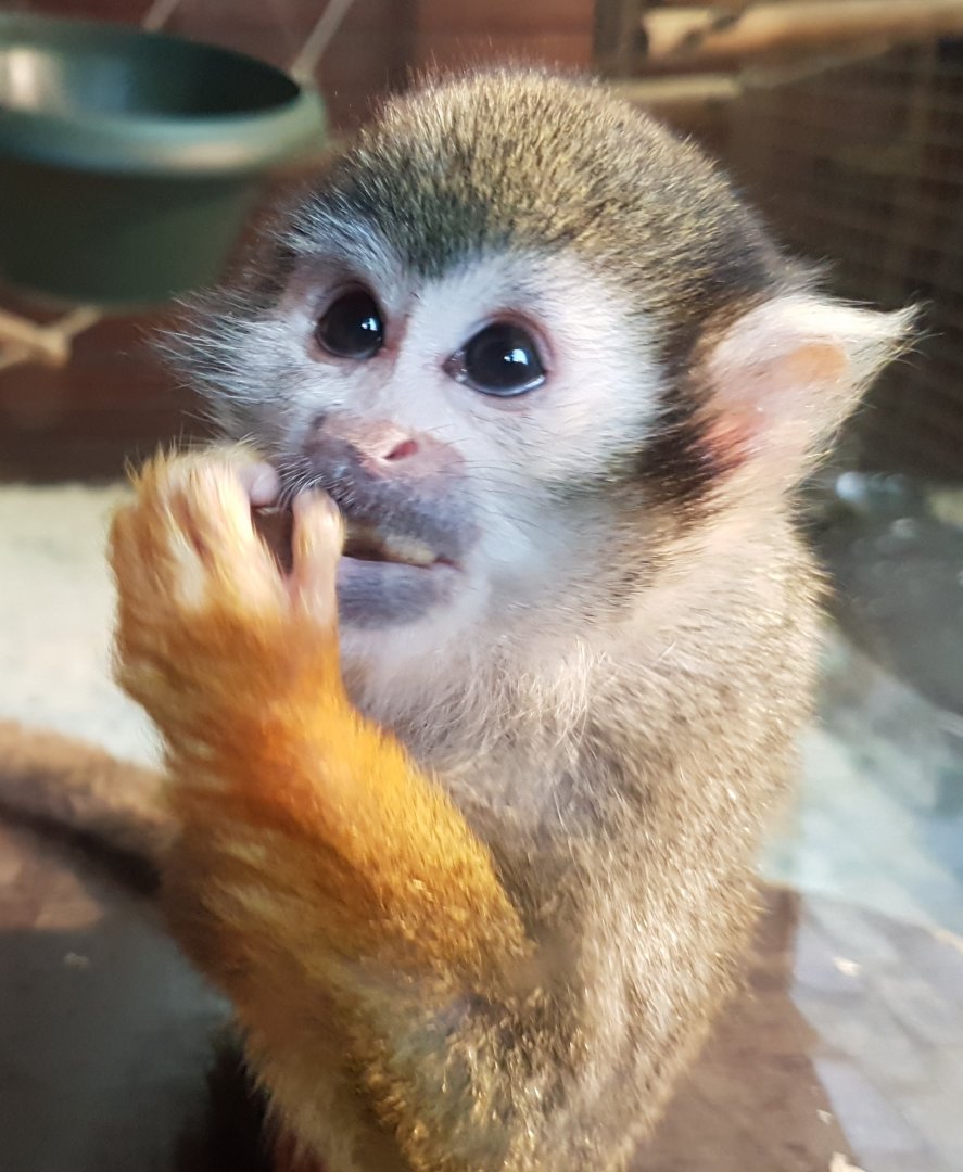 Common squirrel monkey