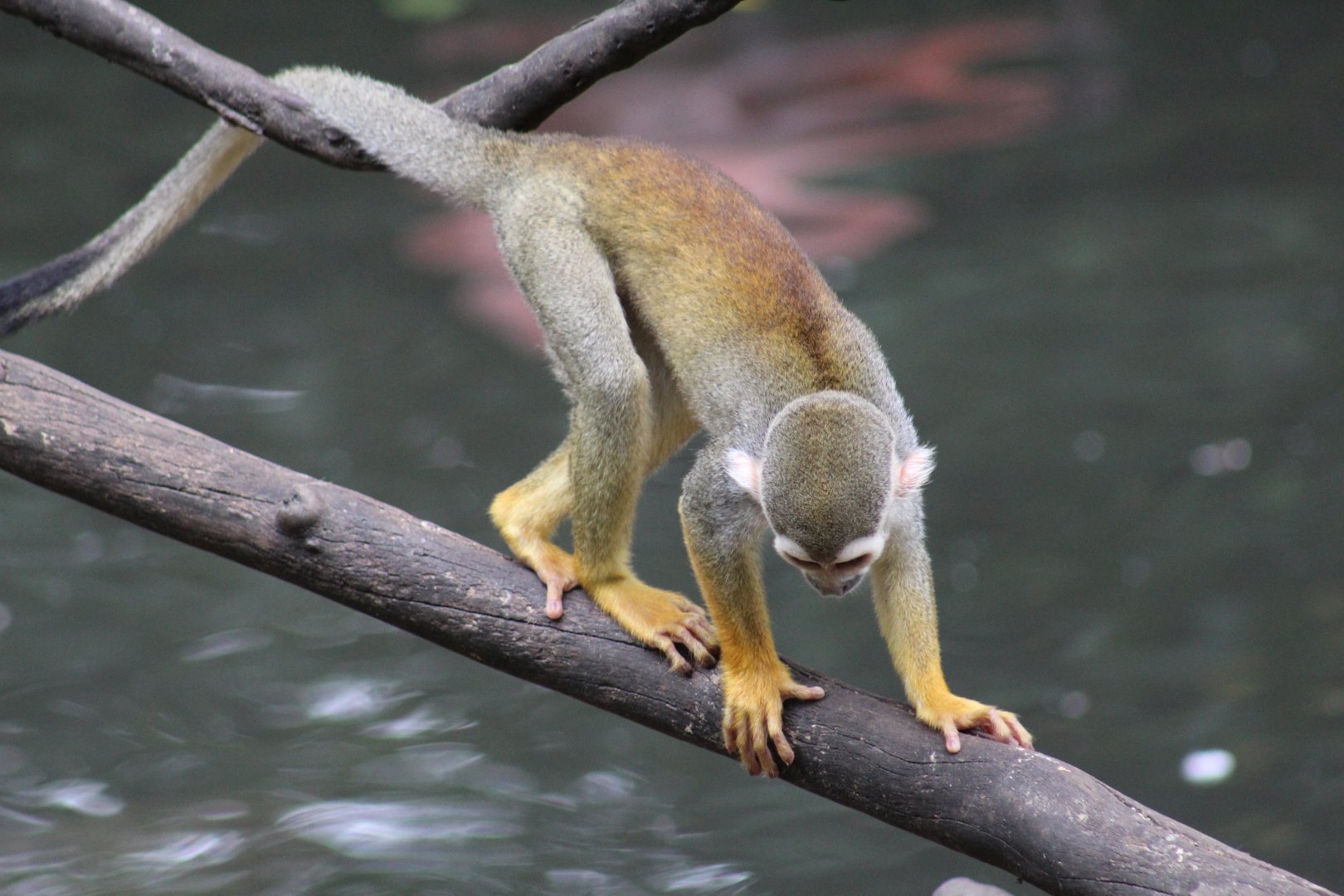 Common Squirrel Monkey