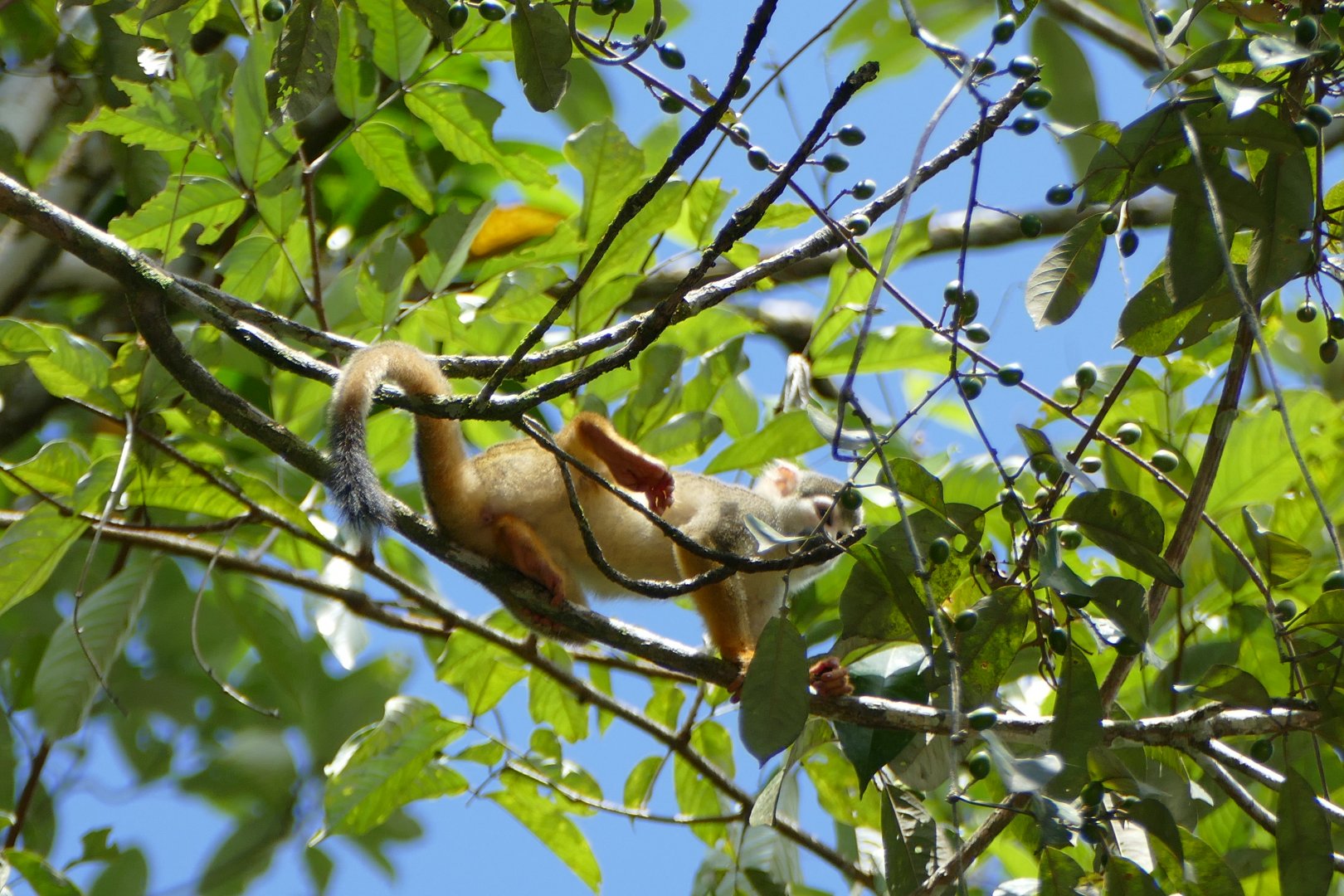 Common Squirrel Monkey