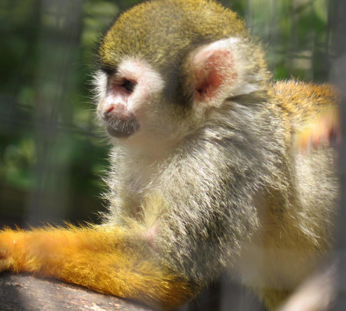 Common squirrel monkey