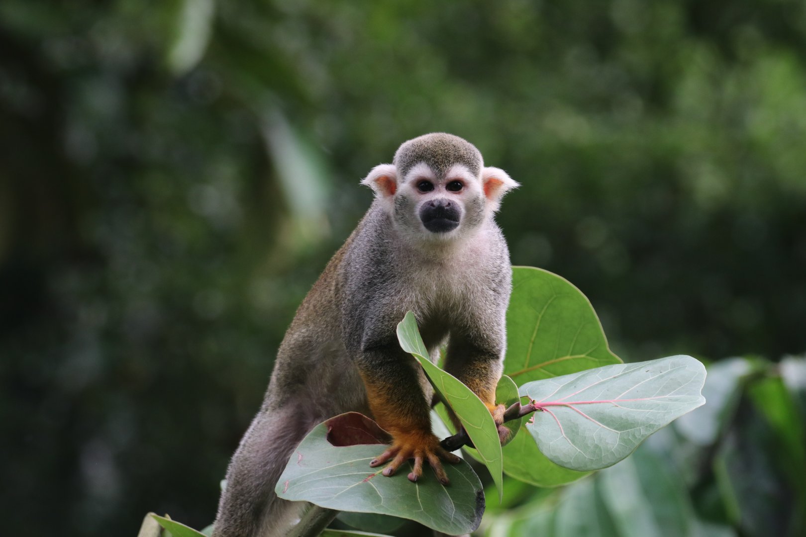 Common squirrel monkey
