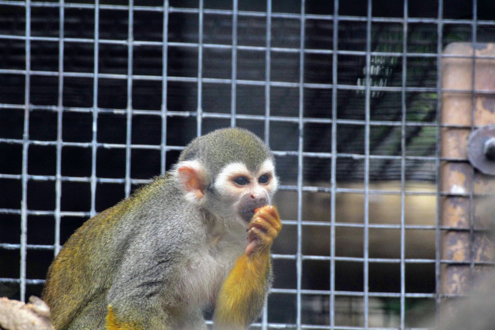 Common Squirrel Monkey