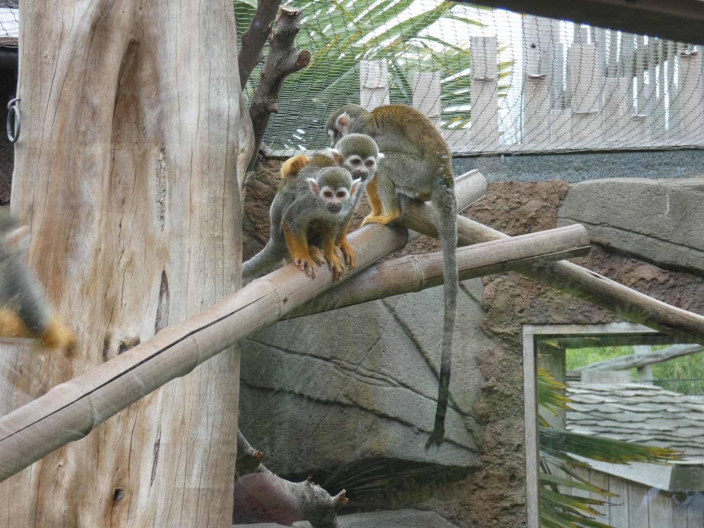 Common Squirrel Monkey