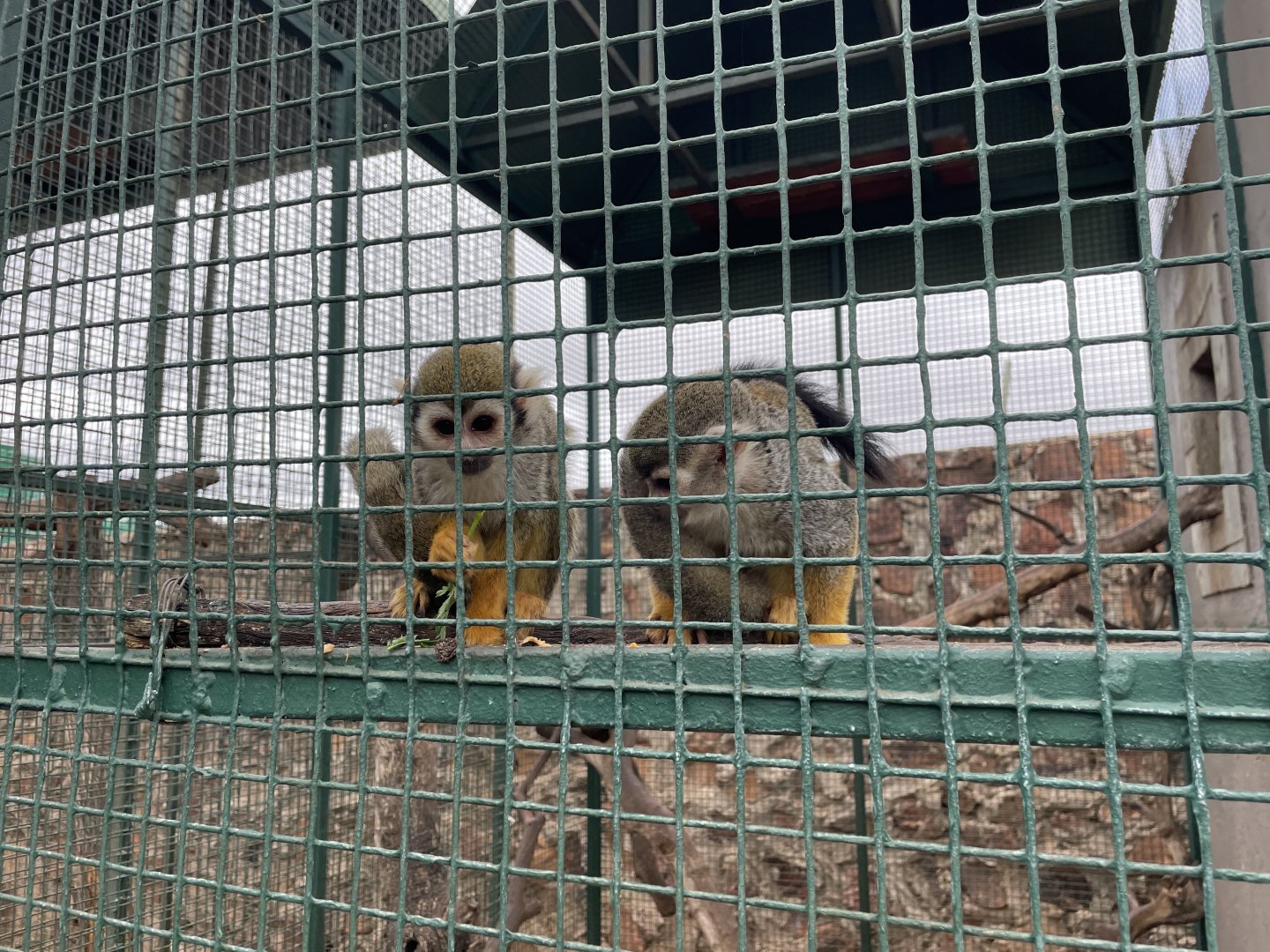 Common Squirrel Monkey