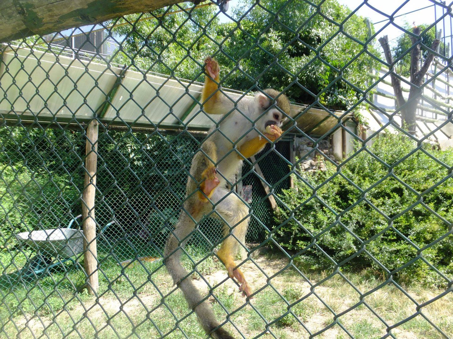 Common squirrel monkey