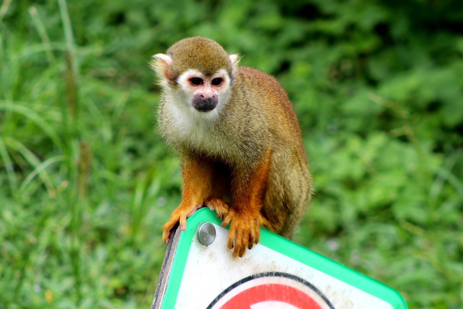 Common Squirrel Monkey
