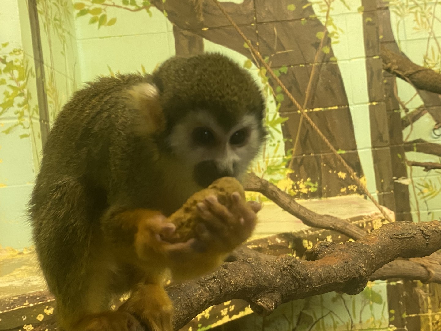 Common Squirrel Monkey