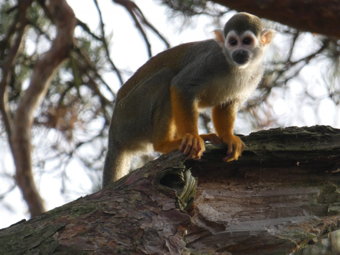 Common squirrel monkey