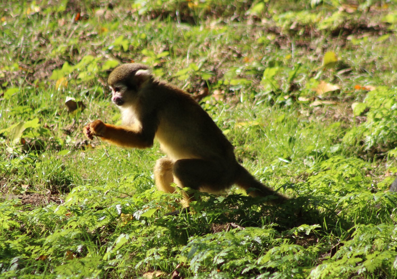 Common squirrel monkey