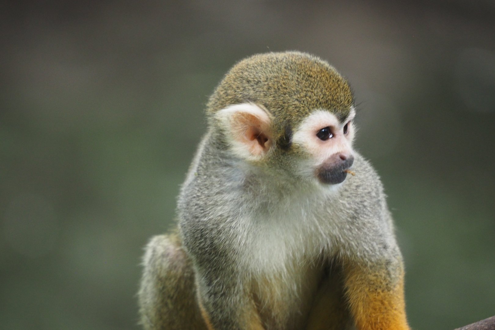 Common squirrel monkey