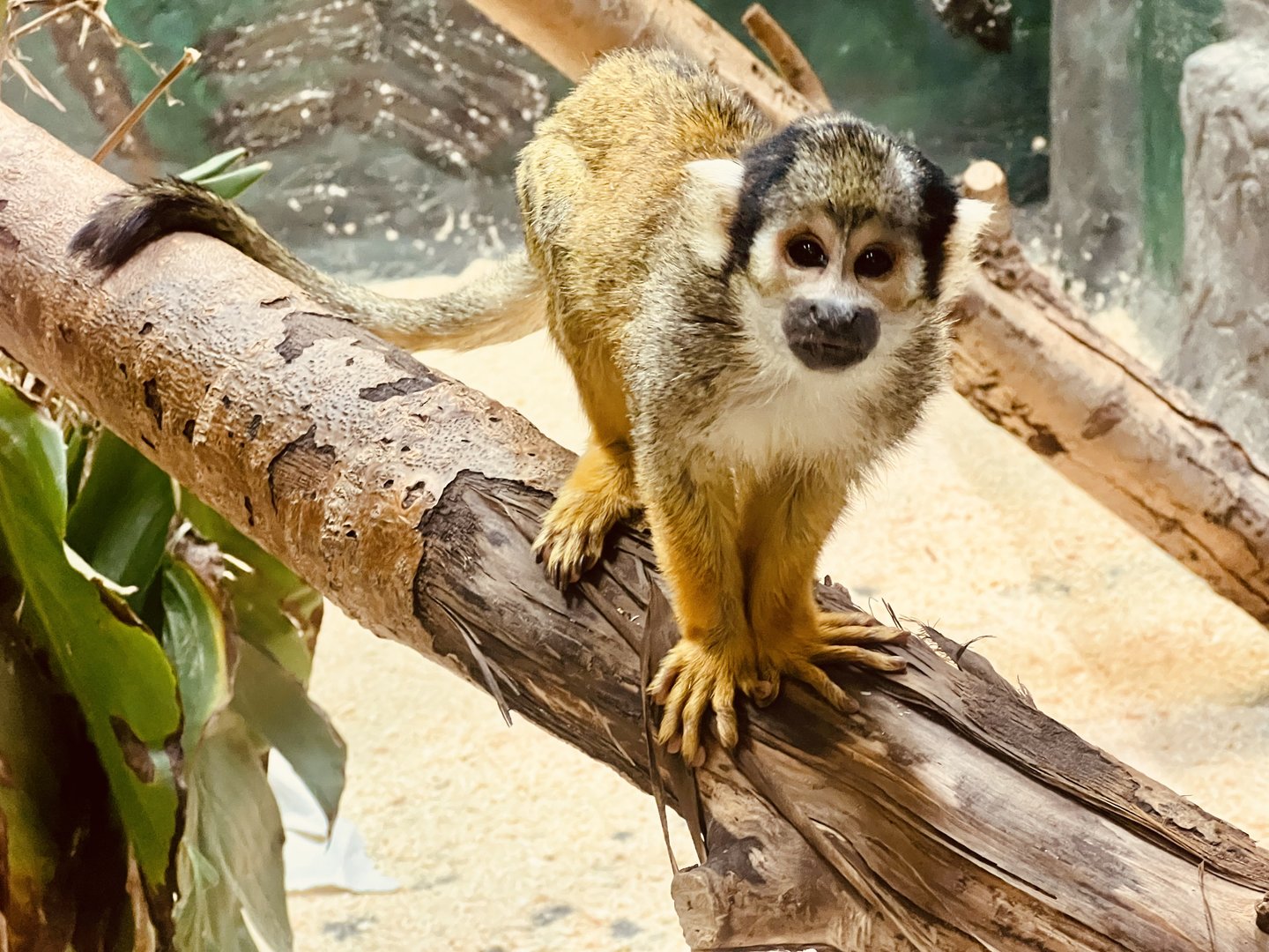 Common Squirrel Monkey