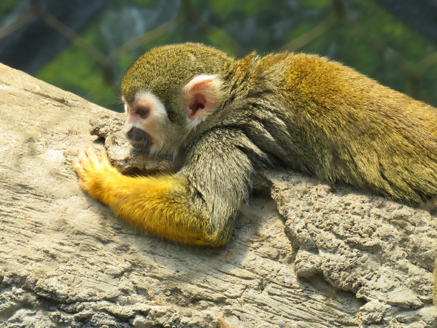 Common squirrel monkey