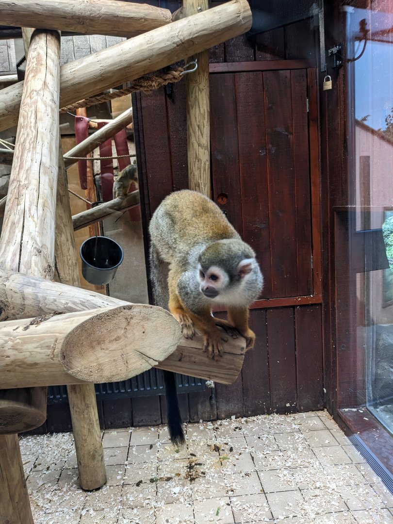 Common Squirrel Monkey