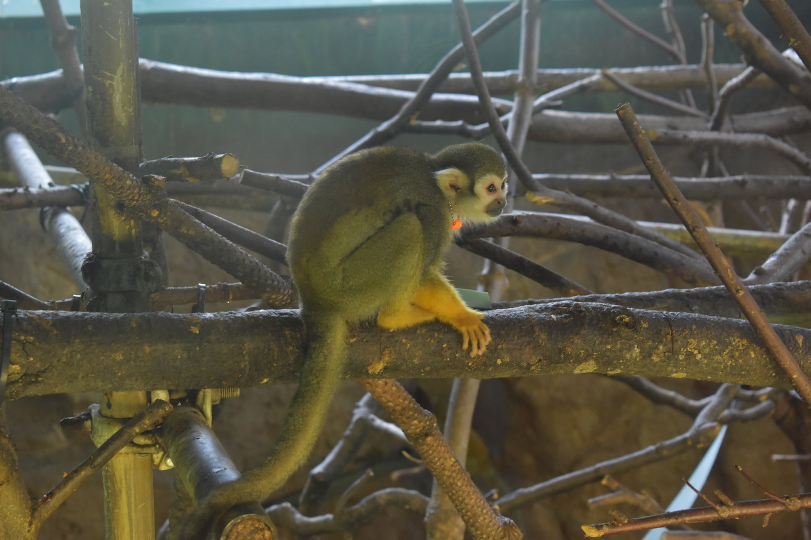 Common Squirrel Monkey