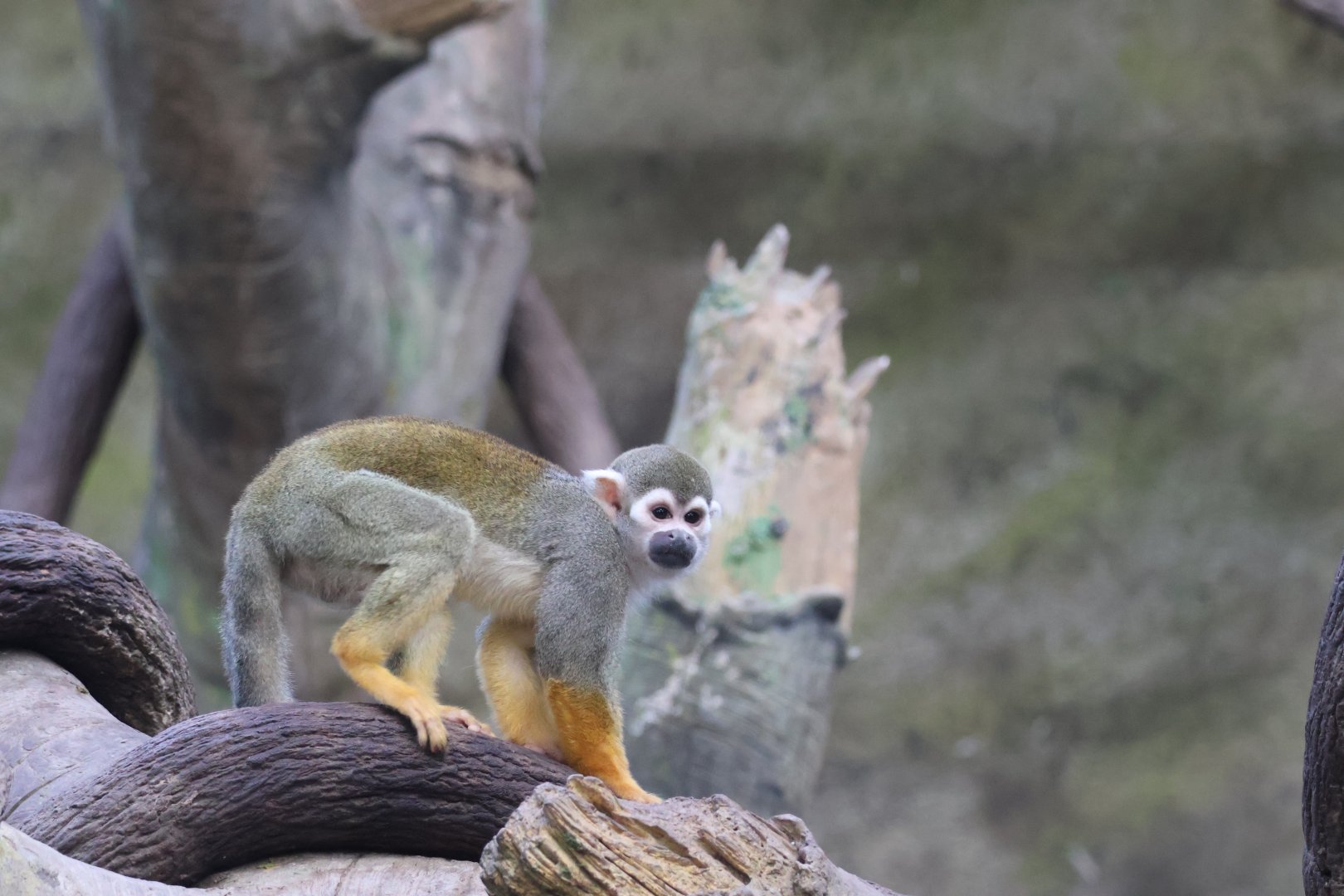Common Squirrel Monkey