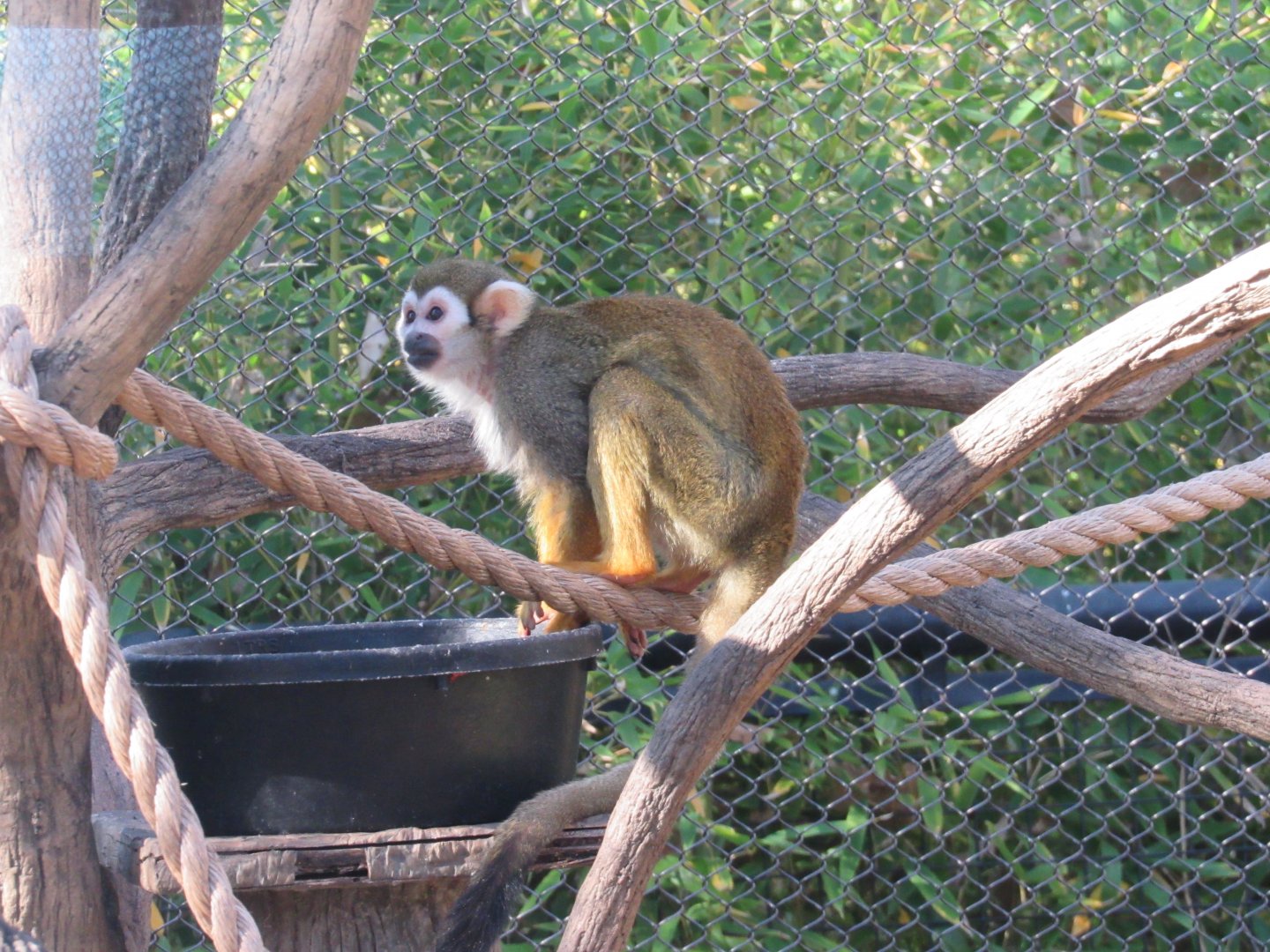 Common Squirrel Monkey
