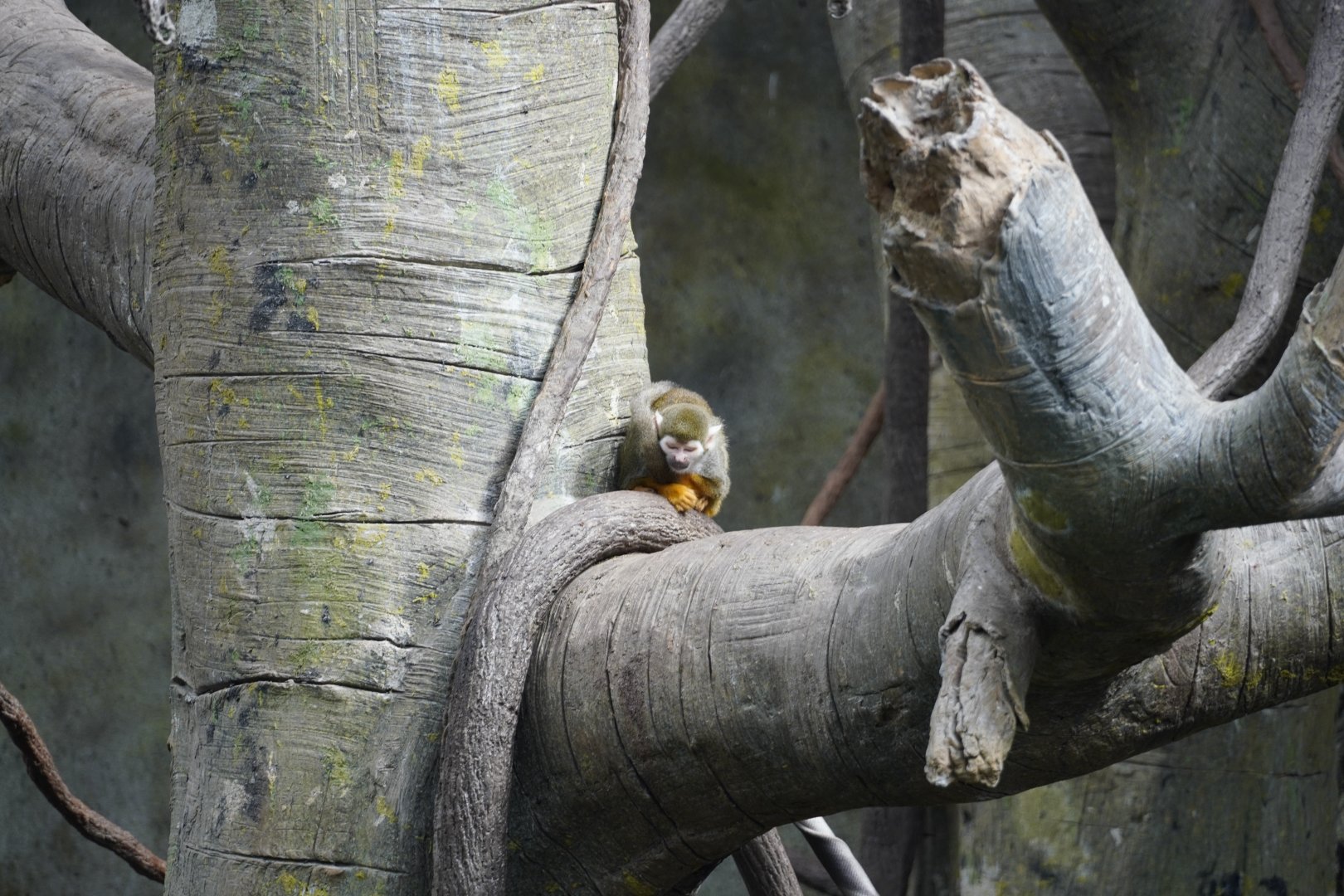 Common Squirrel Monkey
