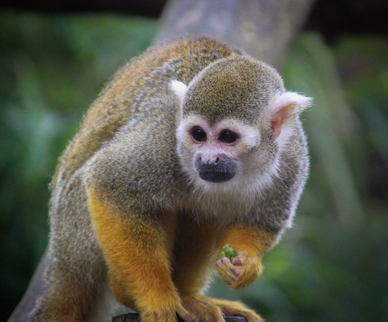 Common Squirrel Monkey