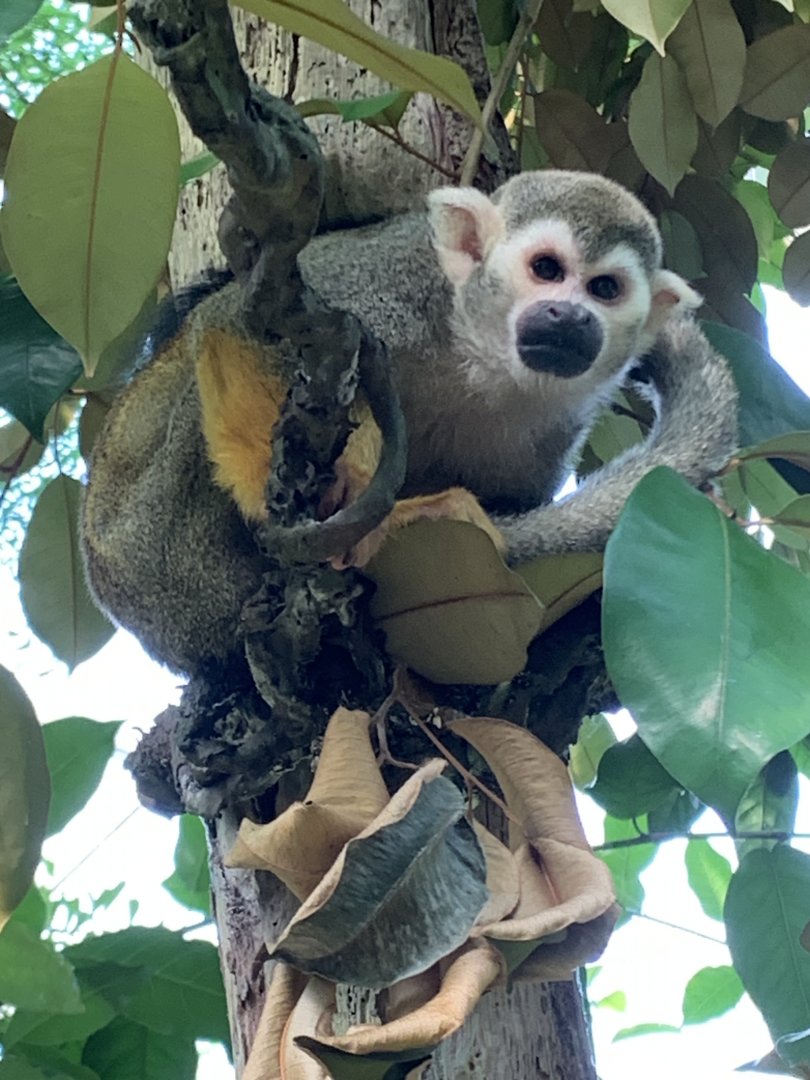 Common squirrel monkey