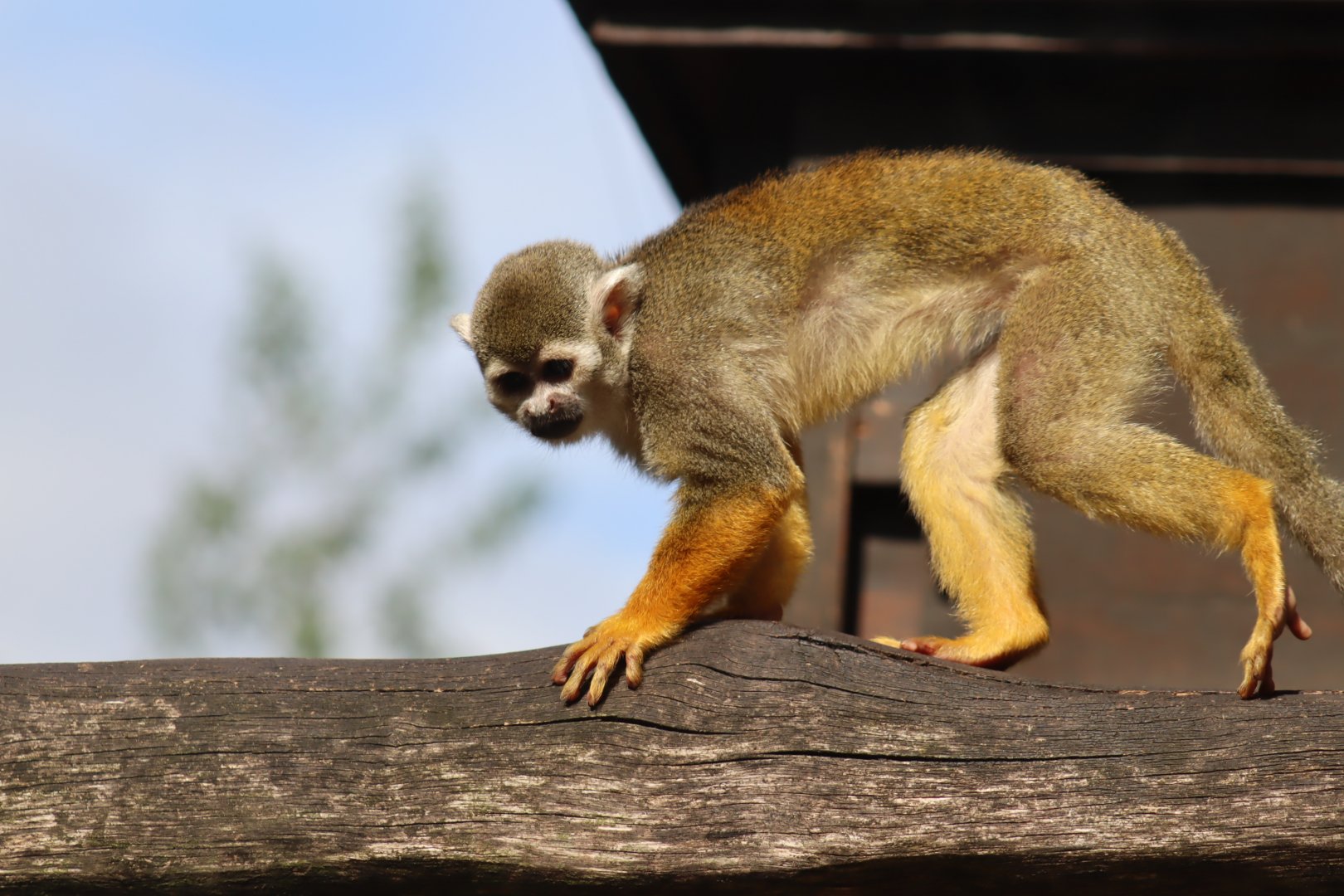 Common Squirrel Monkey