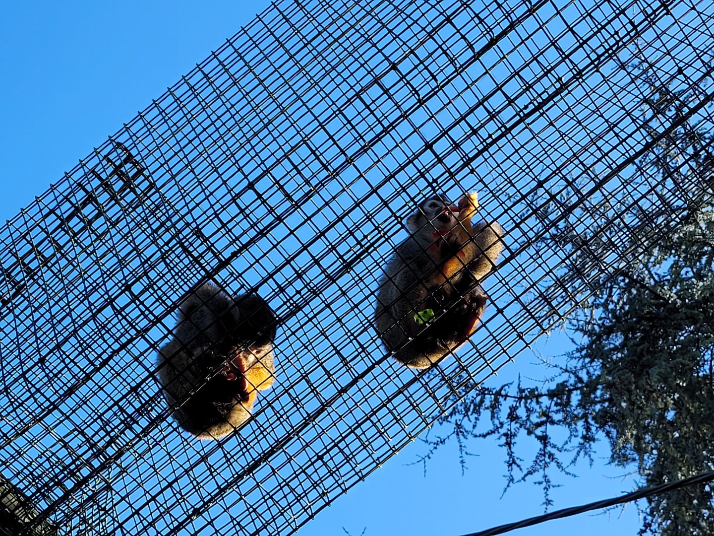Common squirrel monkeys on overpass -Zoo de Santillana del Mar (2023)