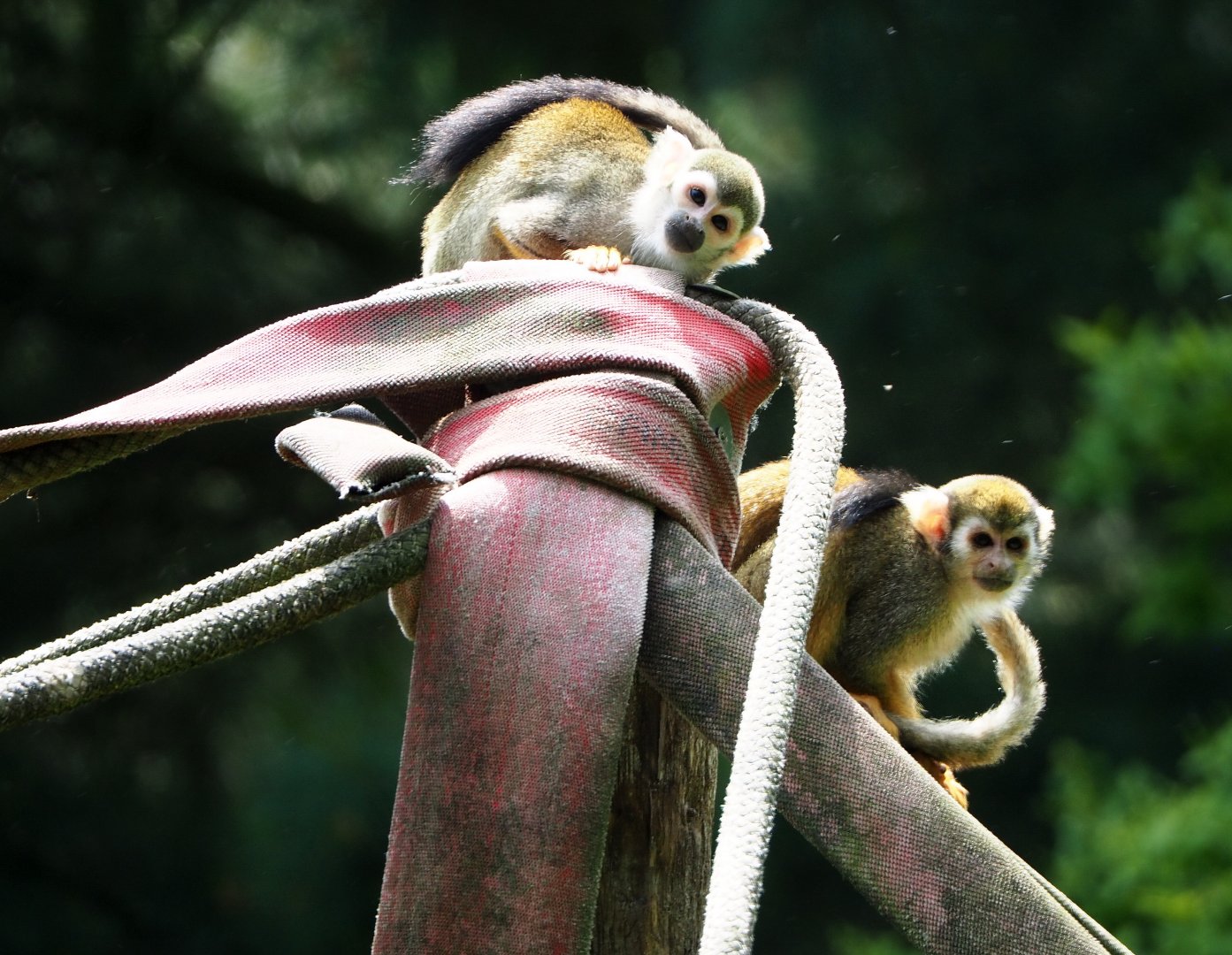 Common squirrel monkeys (Saimiri sciureus), 2021-06-15