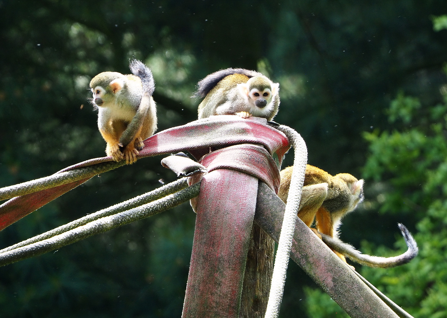 Common squirrel monkeys (Saimiri sciureus), 2021-06-15