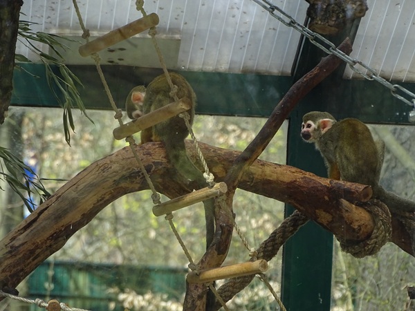 Common squirrel monkeys (Saimiri sciureus)