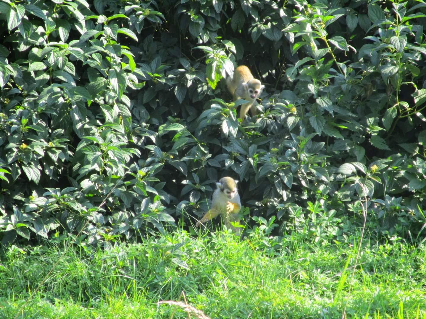 Common squirrel monkeys