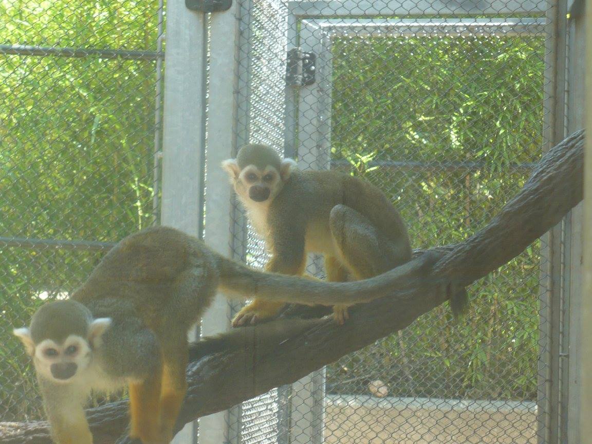 Common squirrel monkeys