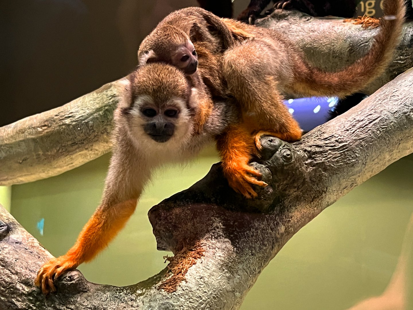 Common Squirrel Monkeys