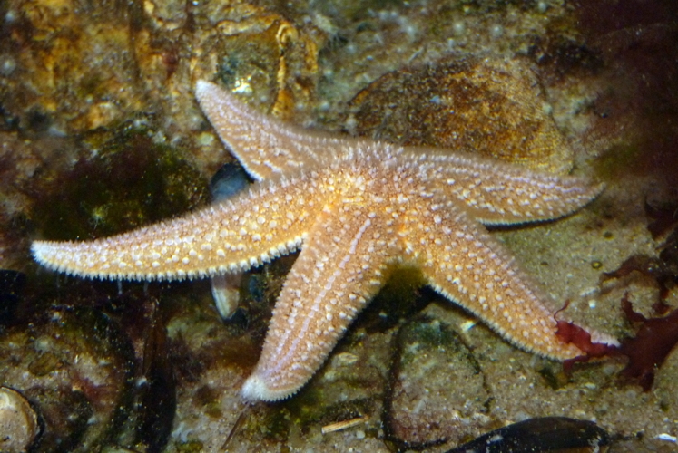 Common starfish (Asterias rubens)