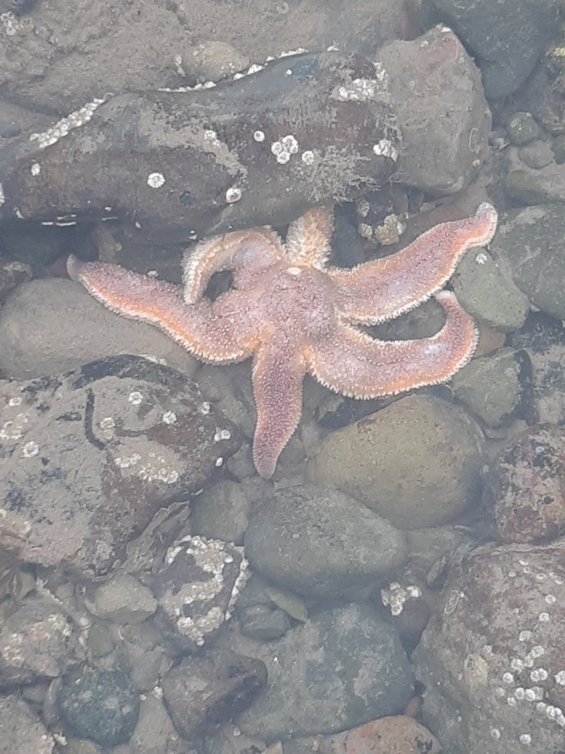 Common Starfish (Asterias rubens)