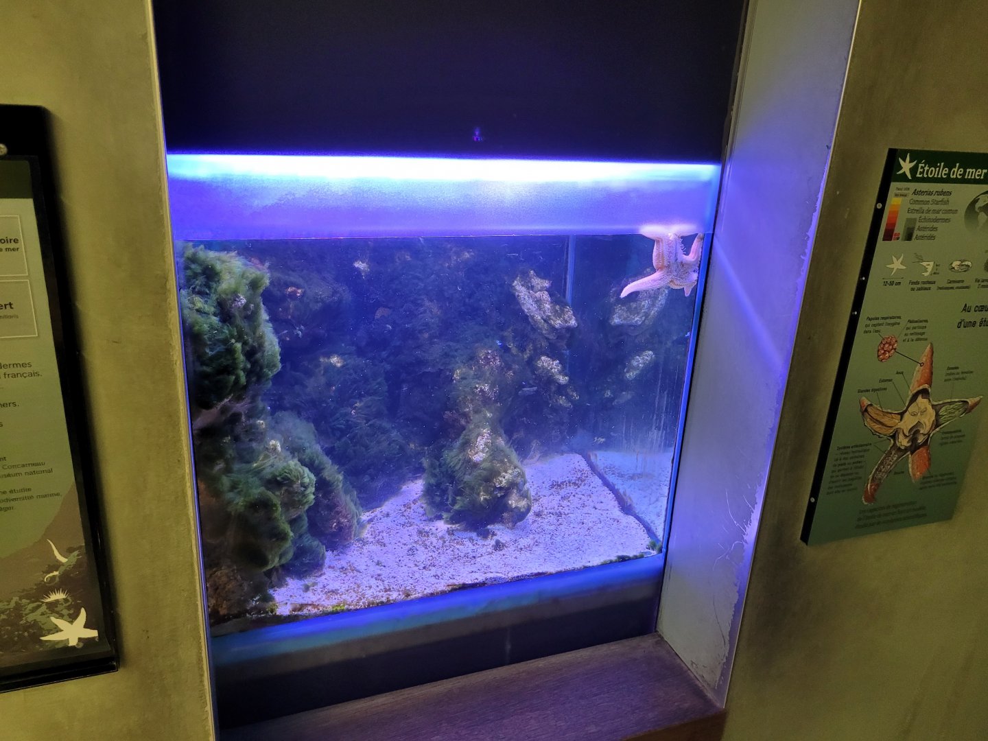 Common starfish exhibit -Parc Zoologique de Paris (2022)