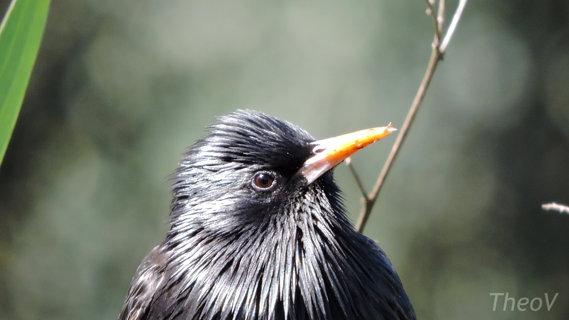 Common starling [2016]