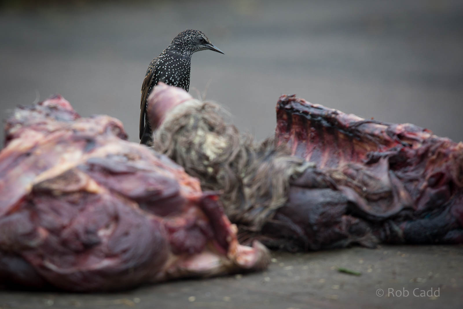 Common starling : Howletts : 14 Oct 2014