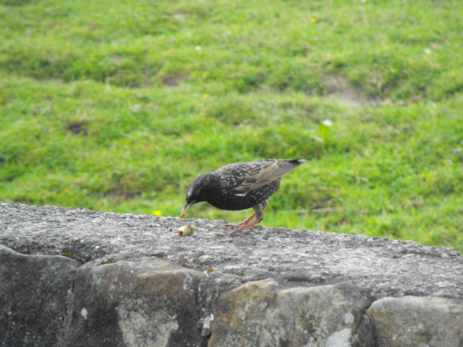 Common Starling Near Zebra/Oryx Paddock