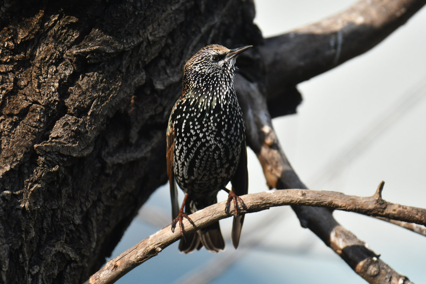 Common starling Sturnus vulgaris