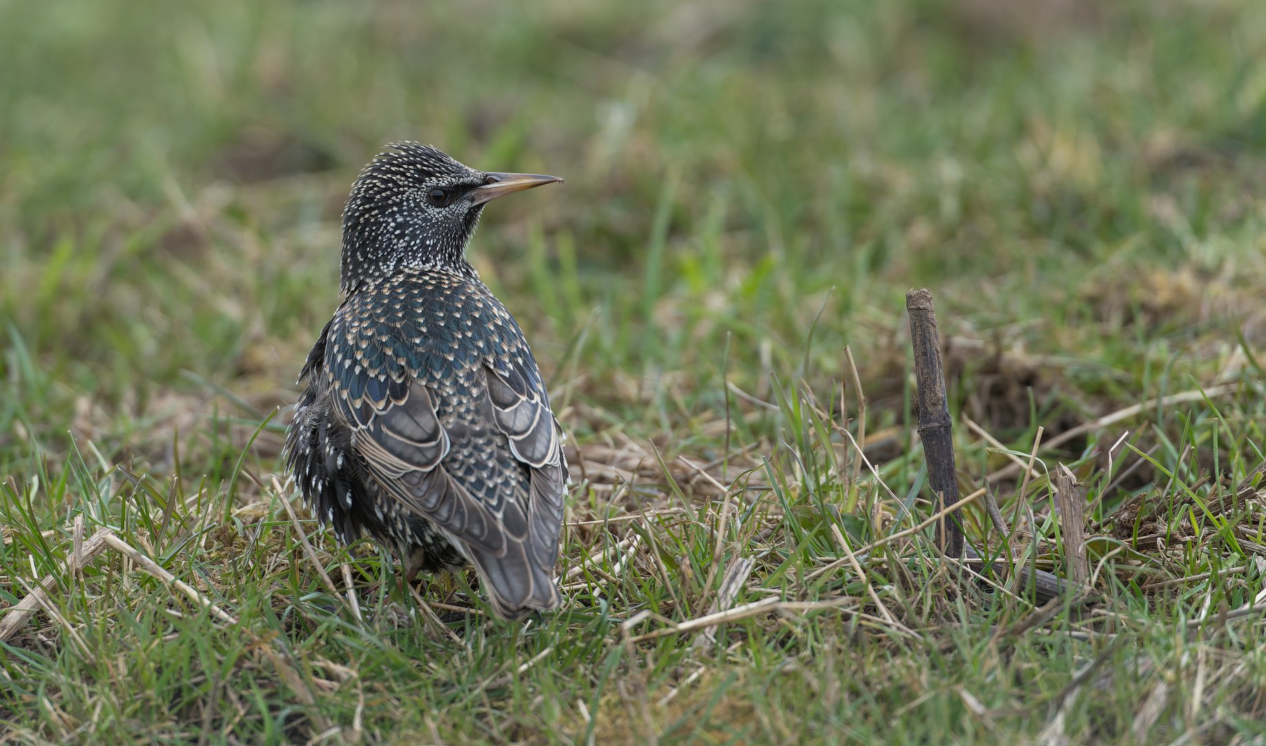 Common Starling (Wild) UK