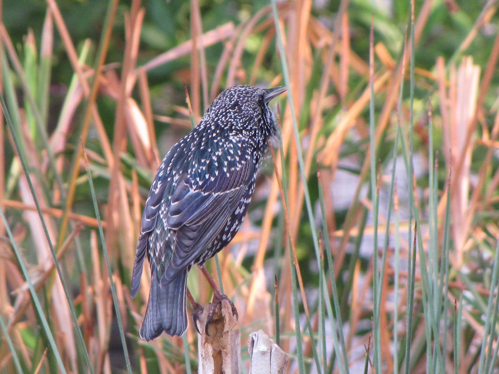 common starling