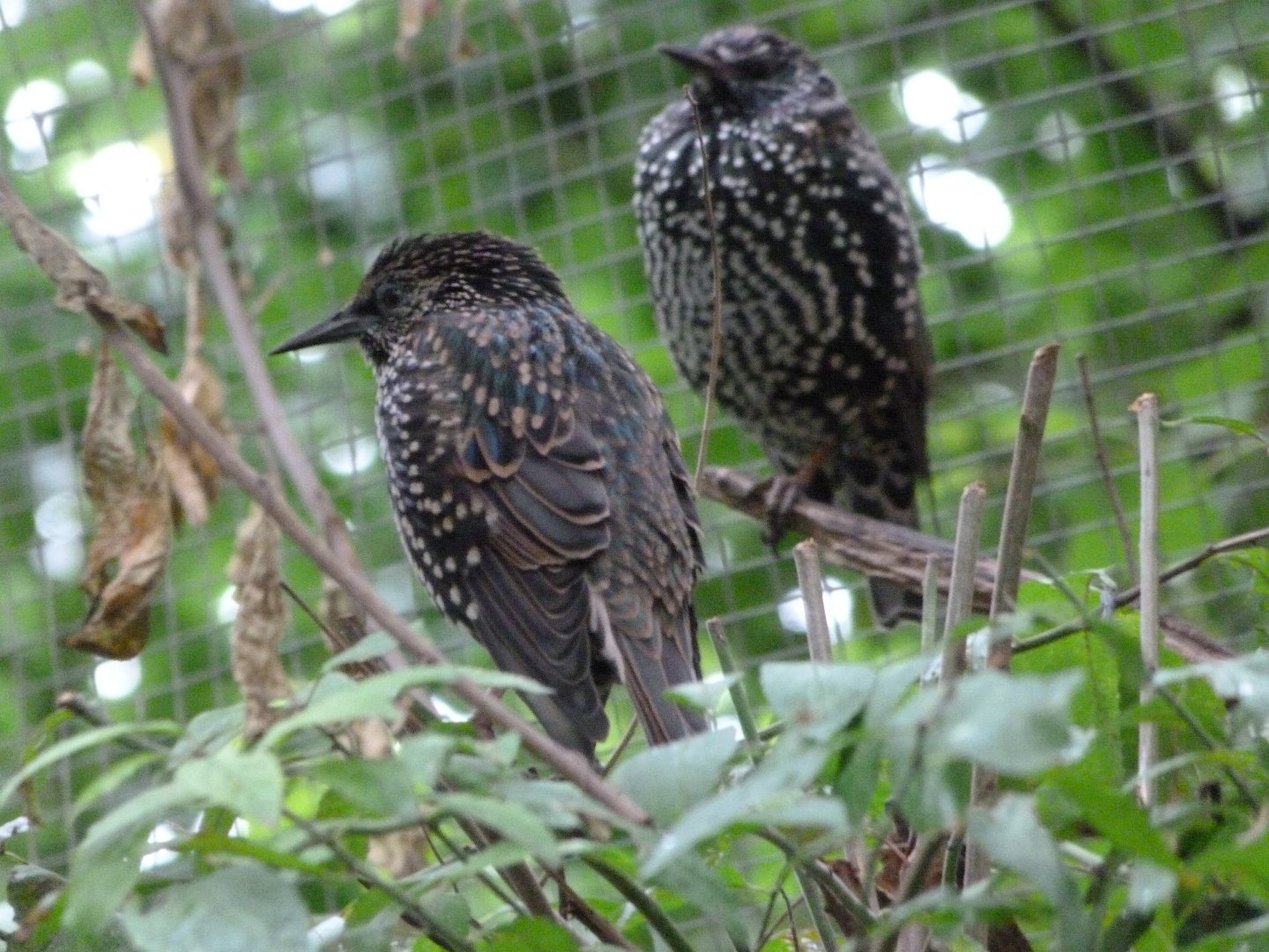 Common starlings -Zoo Praha (2025)
