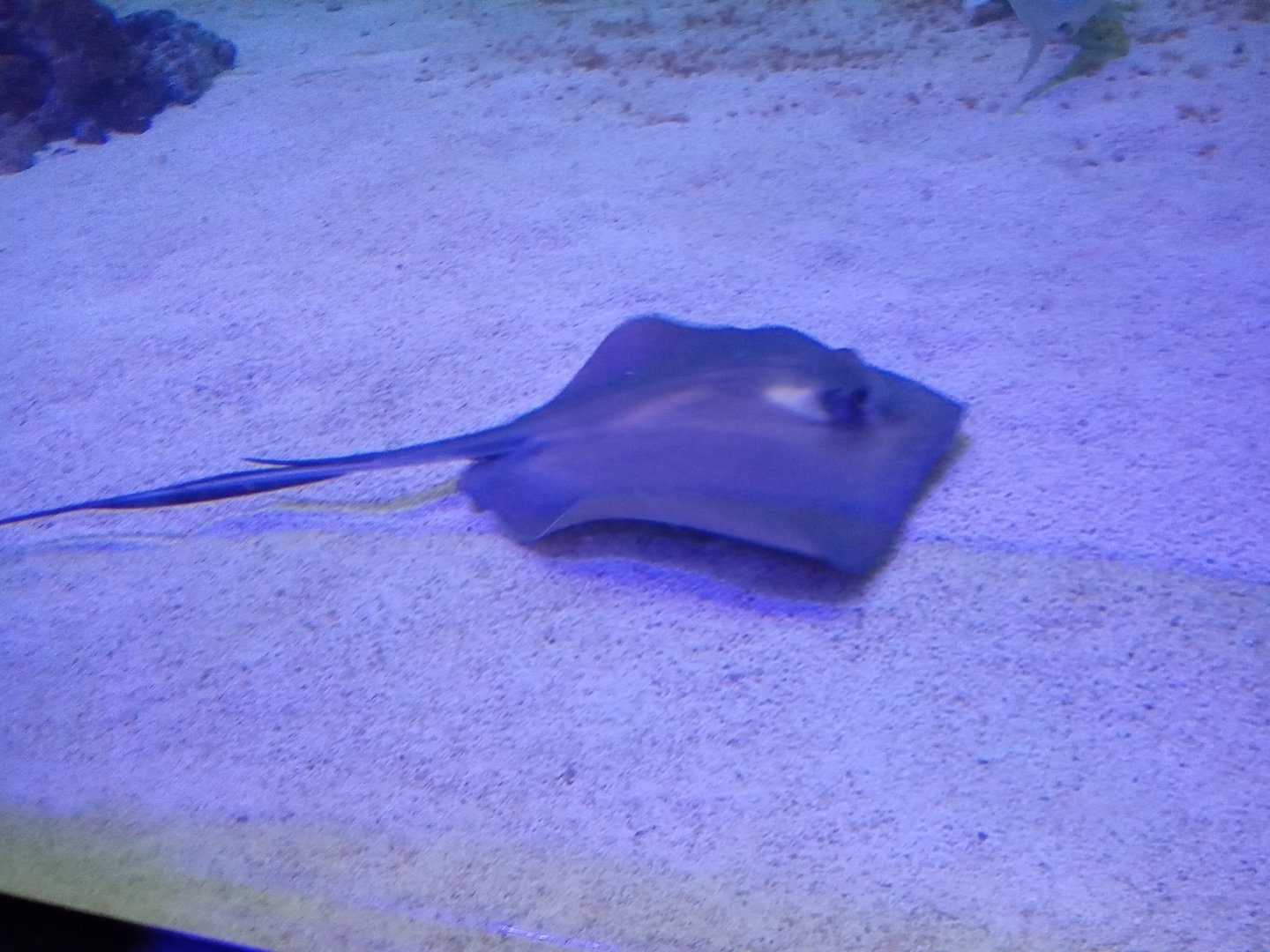 Common stingray
